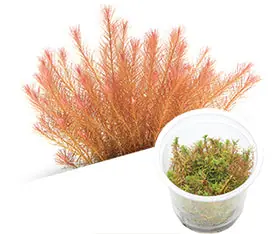 IC025 ADA Tissue Culture - Rotala sp. 'Vietnam'