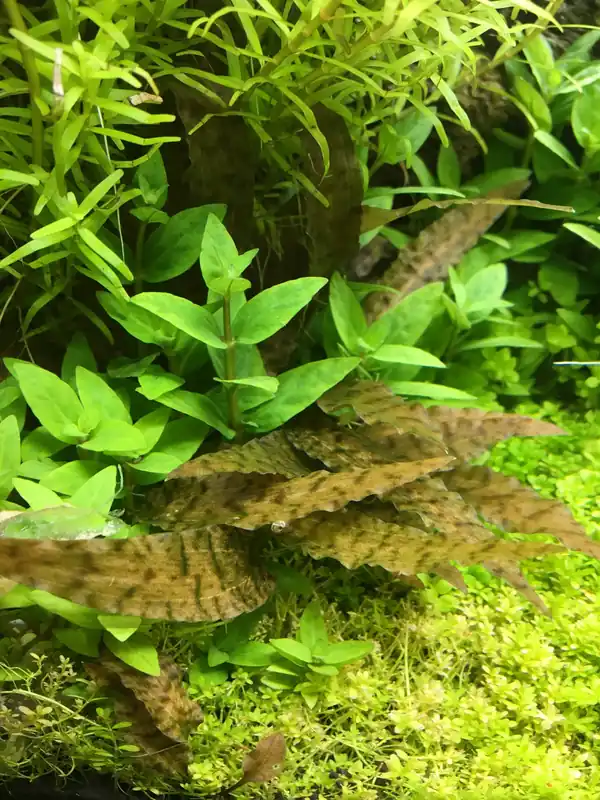 IC090 ADA Tissue Culture - Cryptocoryne Axelrodi (cup size: short)