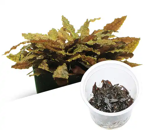 IC095 ADA Tissue Culture - Cryptocoryne Wendtii "tropica" (cup size: short)