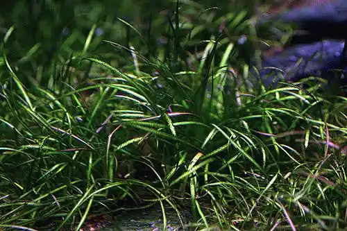 IC076 ADA Tissue Culture - Echinodorus Tenellus (Helanthium tenellum) short cup