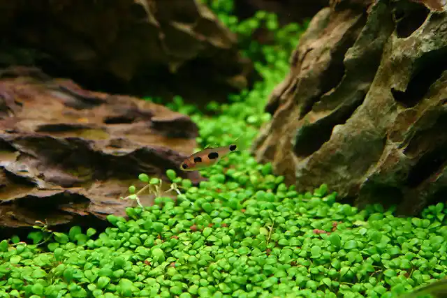 IC005 ADA Tissue - Culture Glossostigma elatinoides (cup size: short)