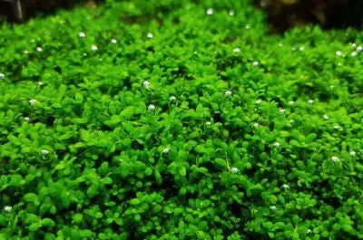 IC008 ADA Tissue Culture - Hemianthus Callitricoides (Dwarf Baby tears) (cup size: short)