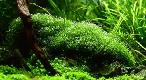 IC040 ADA Tissue Culture - Riccia Fluitans (cup size: short)