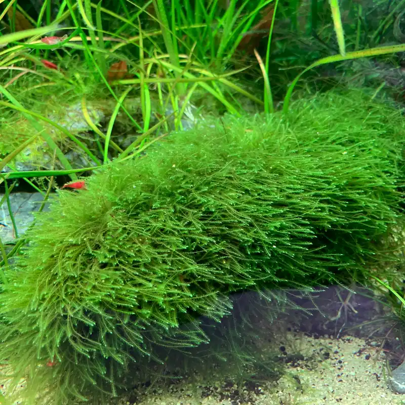 IC812 ADA Tissue Culture - Taxiphyllum Barberi (cup size: Short)