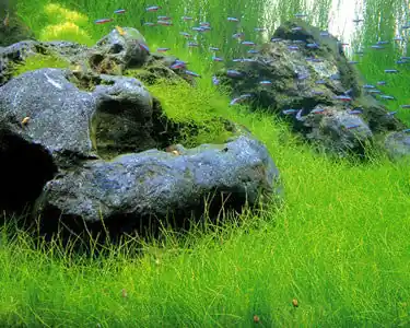 IC298 ADA Tissue Culture Plant - Eleocharis Acicularis