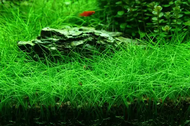 IC027 ADA Tissue Culture Plant - Eleocharis acicularis mini (labeled as Eleocharis parvula) (cup size: short)