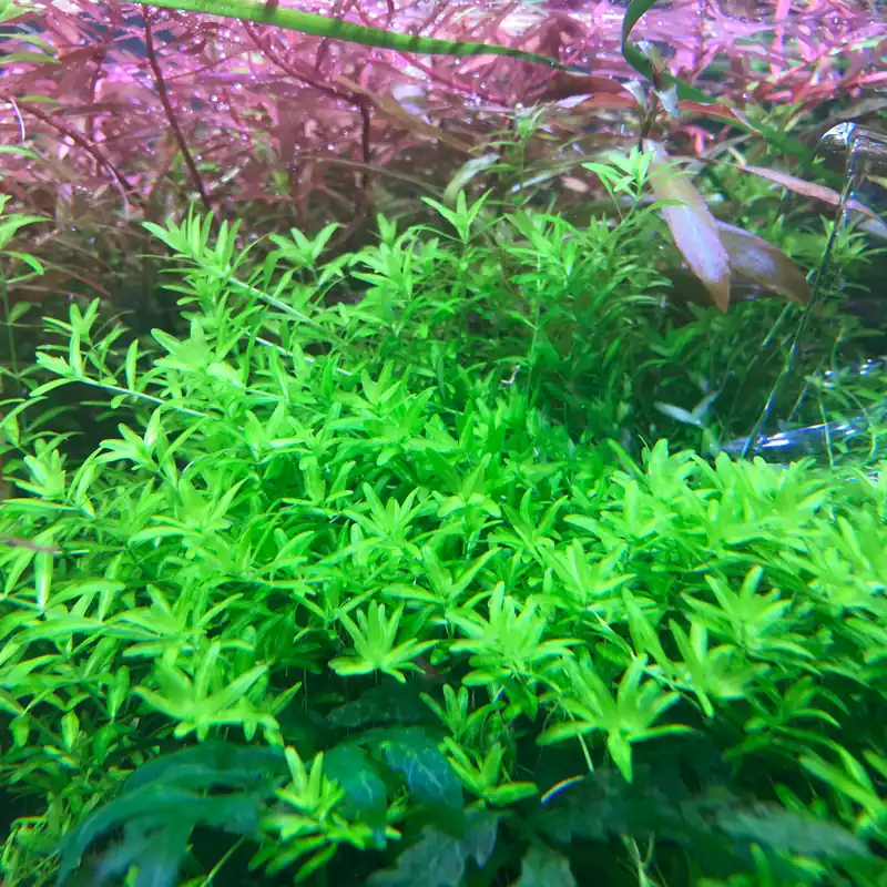 IC022 ADA Tissue Culture Plant - Hemianthus Micranthemoides aka Hemianthus Glomeratum (cup size: short)