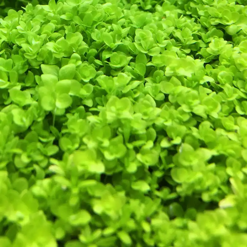 IC029 ADA Tissue Culture Plant - Micranthemum "Monte Carlo" (Labeled as Micranthemum tweediei) (cup size: short)