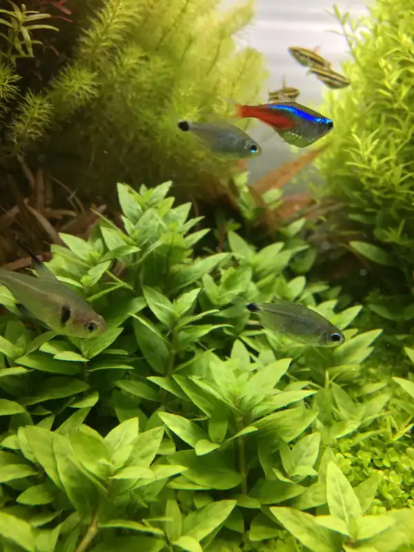 IC030 ADA Tissue Culture Plant - Staurogyne Repens