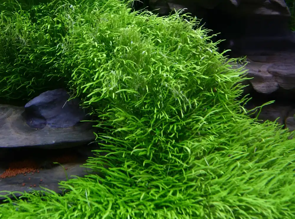 IC205 ADA Tissue Culture Plant - Utricularia Graminifolia (cup size: short)