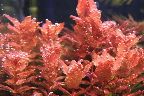 IC010 ADA Tissue Culture - Rotala Macrandra
