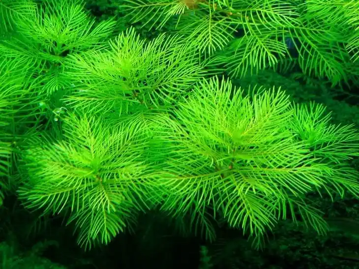 IC406 ADA Tissue Culture - Myriophyllum Mattogrossense (cup size: short)