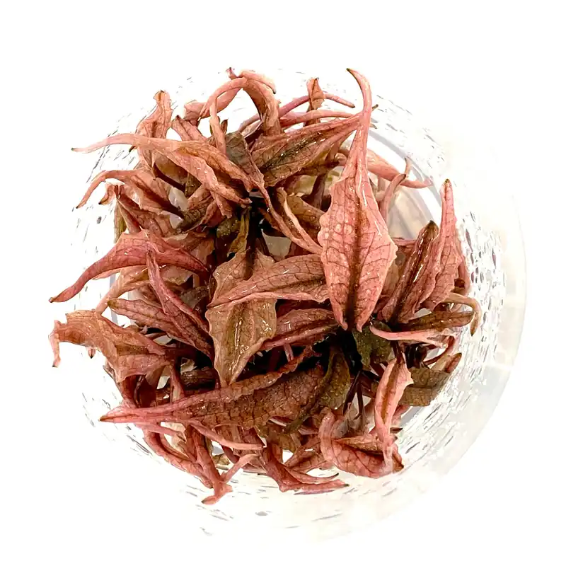 IC185 Tissue Culture - Cryptocoryne Wendtii "Pink Panther"