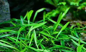 IC093 ADA Tissue Culture - Cryptocoryne parva (cup size: short)