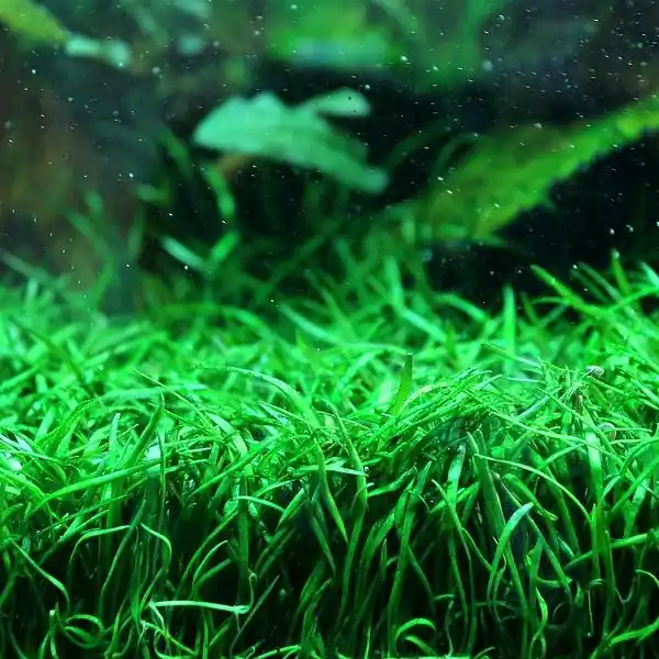 IC009 ADA Tissue Culture - Lilaeopsis brasiliensis (cup size: short)