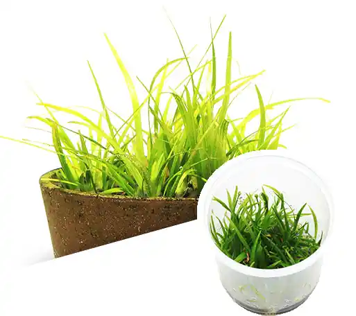 IC154 ADA Tissue Culture - Echinodorus Tenellus var. broad leaf