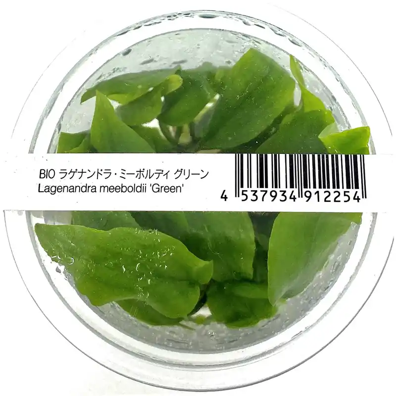 IC216 ADA Tissue Culture - Lagenandra meeboldii 'Green'