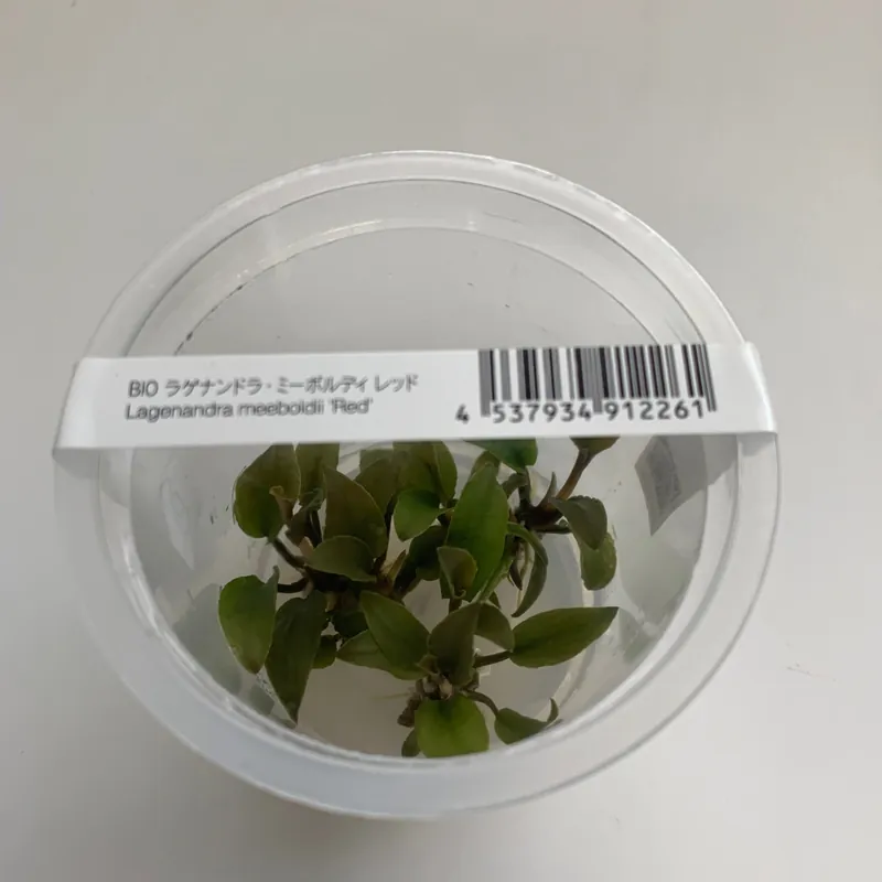 IC217 ADA Tissue Culture - Lagenandra meeboldii 'Red'