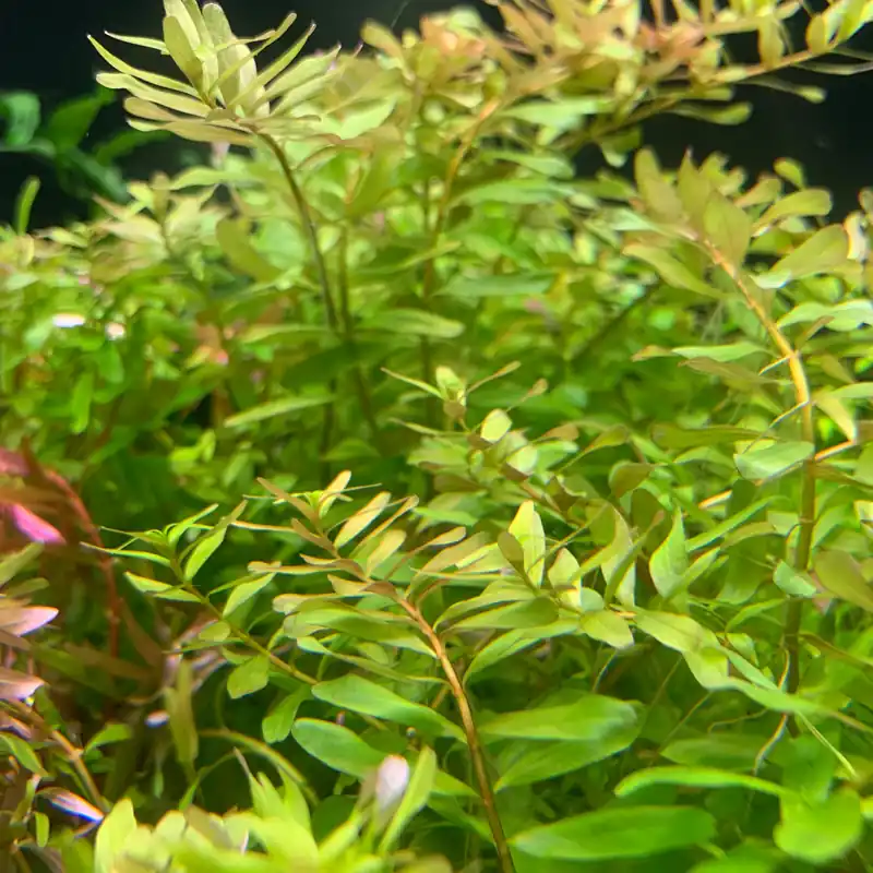 IC439 ADA Tissue Culture - Rotala sp 'Ceylon'