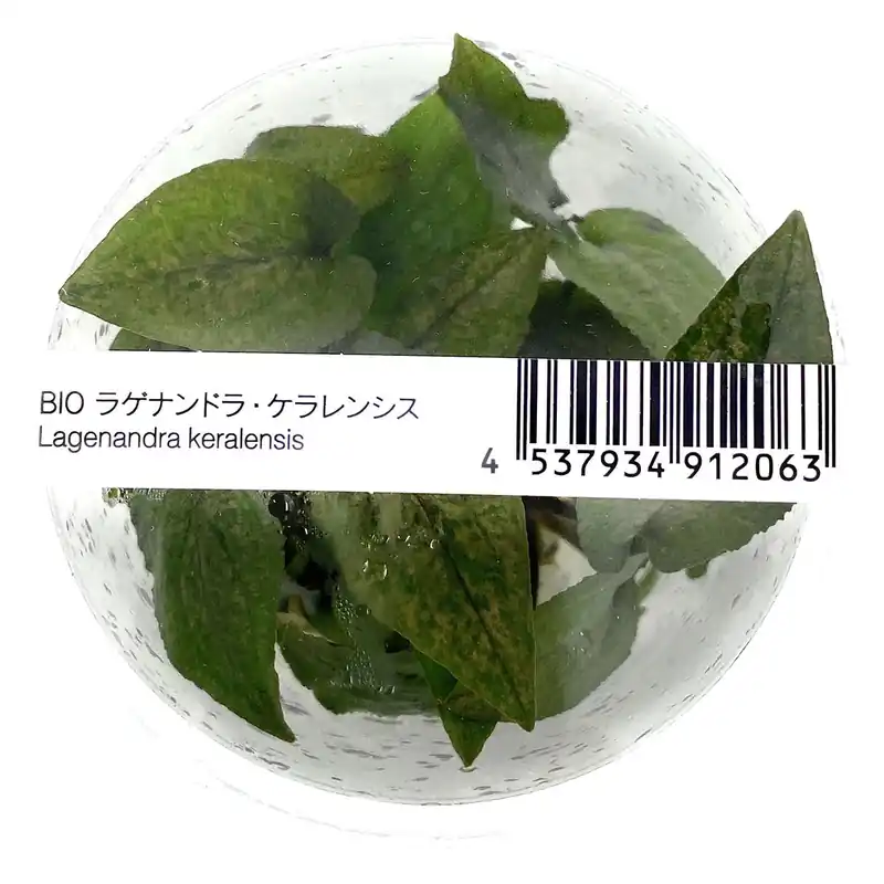 IC215 ADA Tissue Culture - Lagenandra keralensis