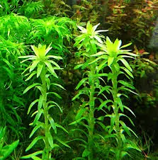 IC464 ADA Tissue Culture - Tonina Fluviatilis