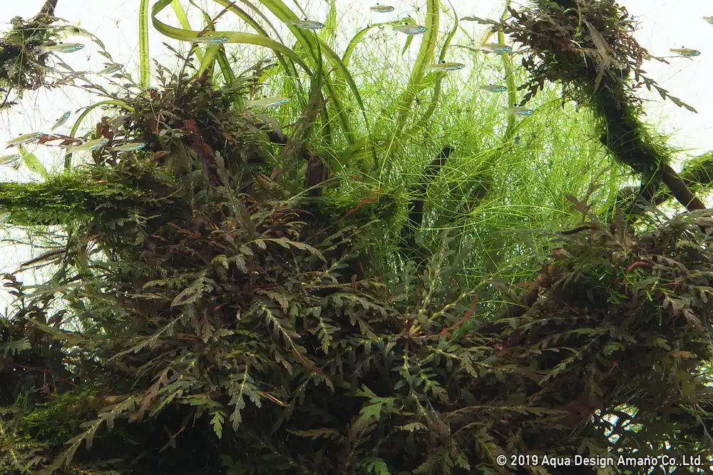IC497 ADA Tissue Culture - Hygrophila pinnatifida sp. UK ('Uttarakannada') (cup size: short)