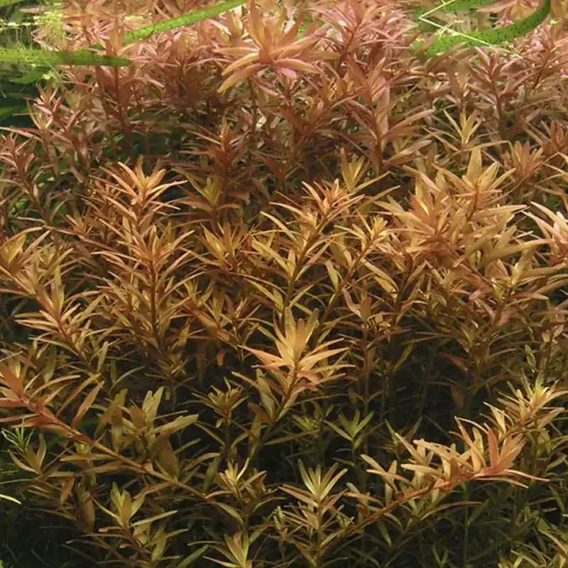 IC024 ADA Tissue Culture - Rotala Rotundifolia (cup size: short)