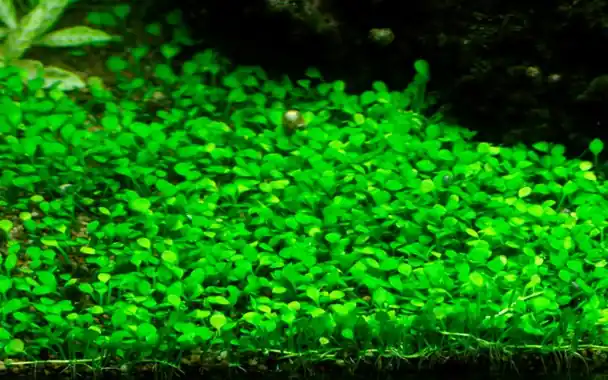 Tropica Aquarium Plants: Marsilea Minuta (TC) Tropica 1-2-Grow!