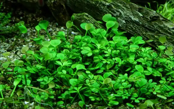 Tropica Aquarium Plants: Marsilea Hirsuta (TC) Tropica 1-2-Grow!