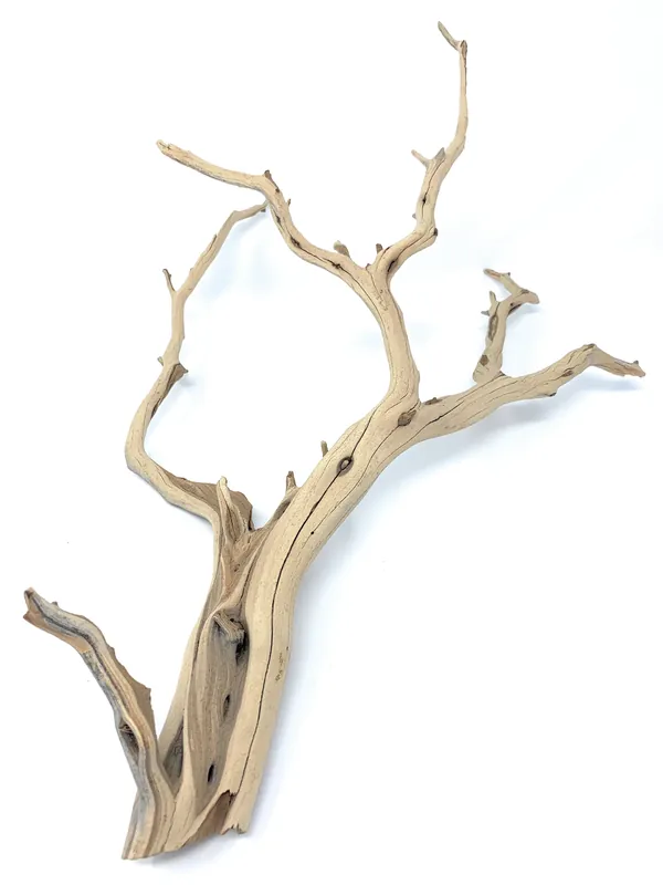 California ghost wood - Aqua Forest Aquarium