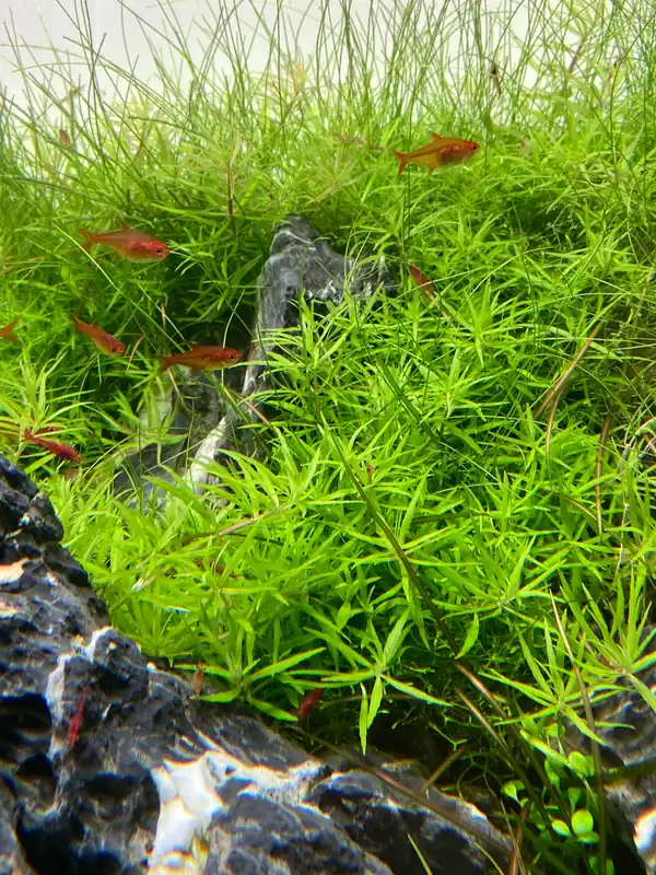 IC419 ADA Tissue Culture - Limnophila sp. "Vietnam" (Labeled as Scrophulariaceae sp.)(cup size: short)