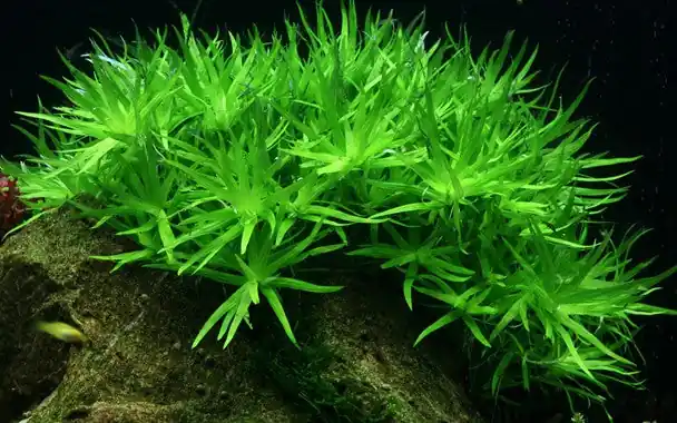 Tropica Aquarium Plants: Heteranthera Zosterifolia (TC) Tropica 1-2-Grow!