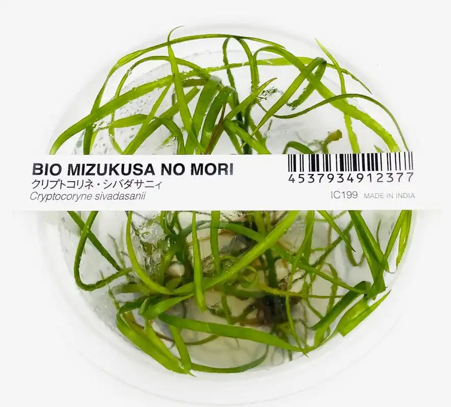 IC199 ADA Tissue Culture-Cryptocoryne Sivadasanii