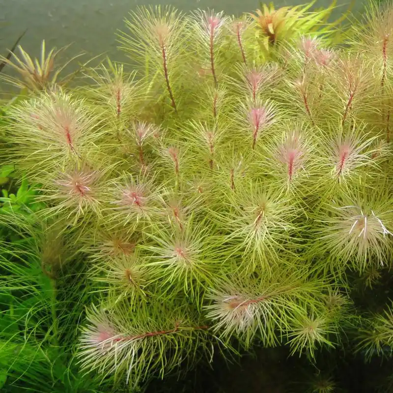 IC389 ADA Tissue Culture - Rotala wallichi 'Long leaf'