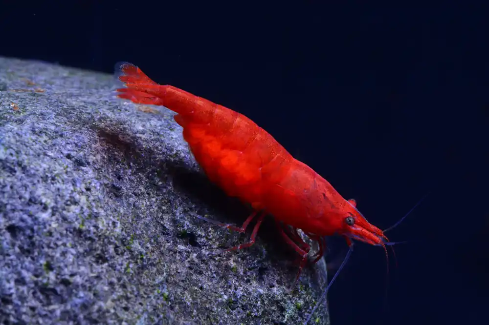 Bloody Mary Shrimp (Neocaridina Davidi) - Aqua Forest Aquarium