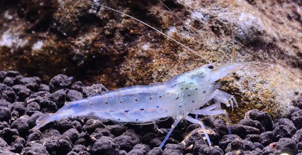 Amano Shrimp (Caridina multidentata) - Aqua Forest Aquarium