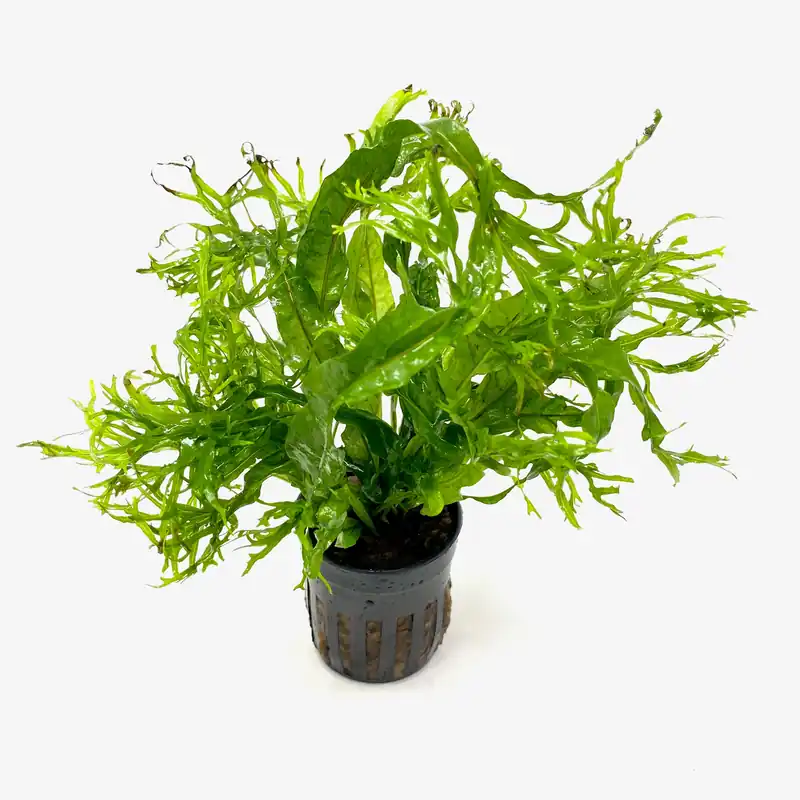 Java Fern Lace (Microsorum pteropus windelov) (potted) - Aqua Forest Aquarium