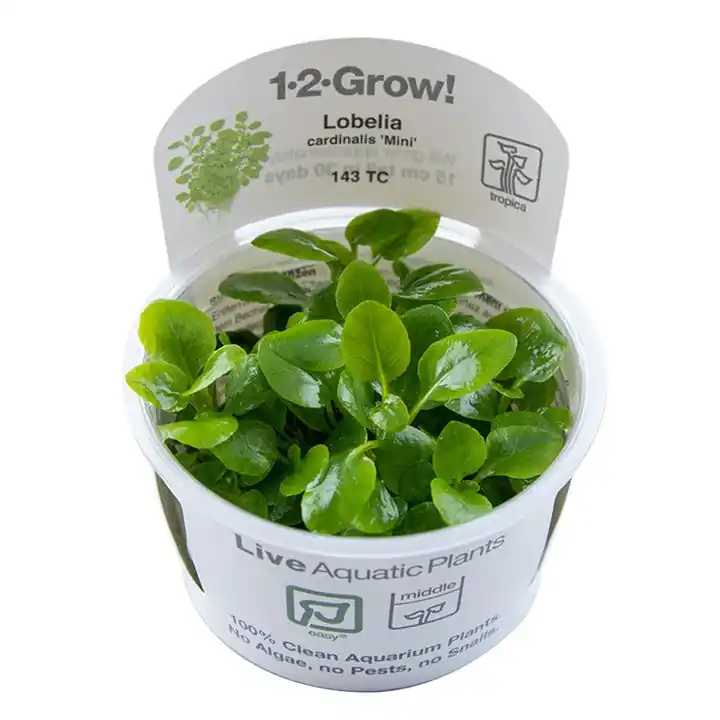 Tropica Aquarium Plants: Lobelia cardinalis 'Mini' (TC) Tropica 1-2-Grow!