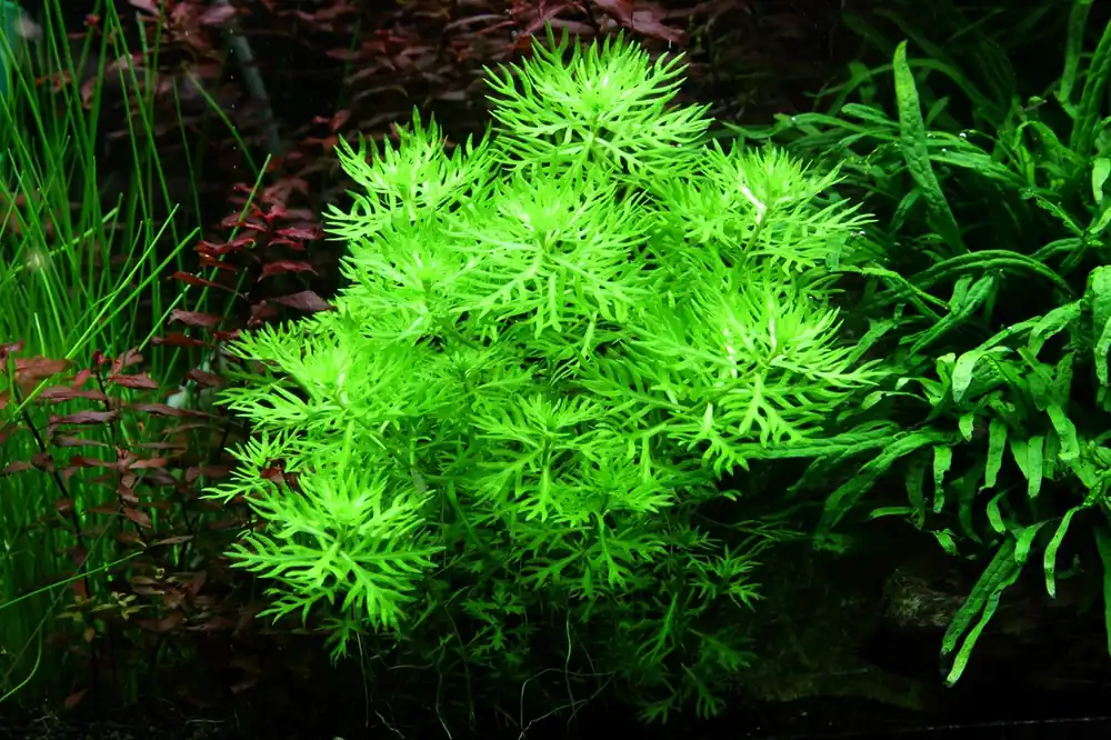 Tropica Aquarium Plants: Hottonia Palustris (TC) Tropica 1-2-Grow!
