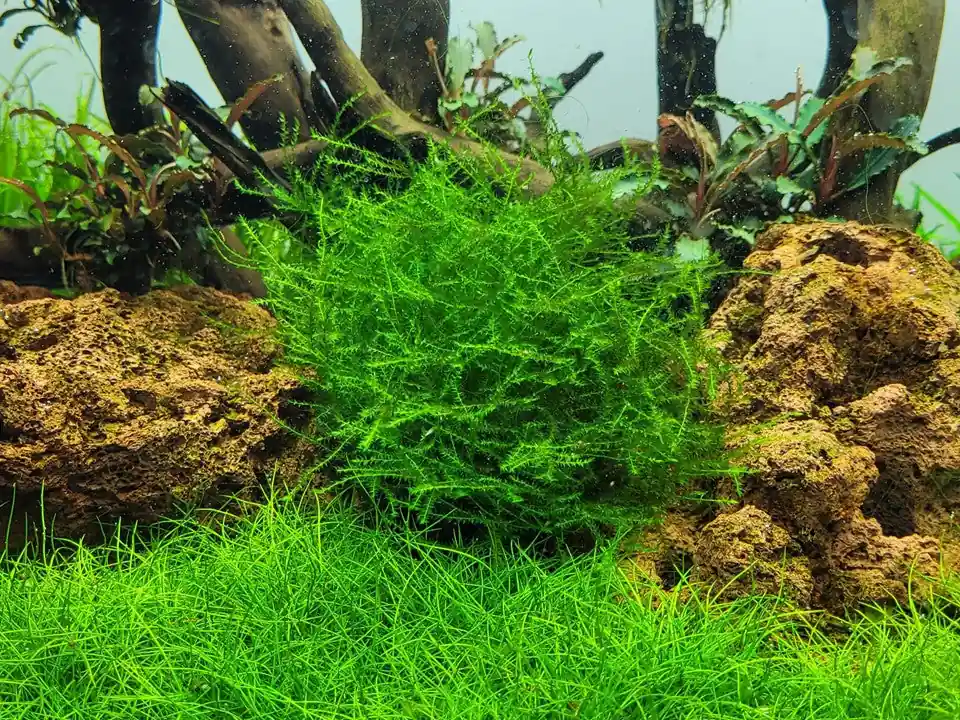 Tropica Aquarium Plants: Leptodictyum riparium (TC) Tropica 1-2-Grow!