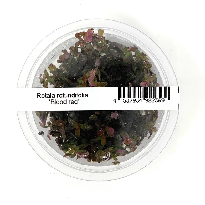 IC443 Tissue Culture - Rotala rotundifolia 'Blood red' (cup size: short)