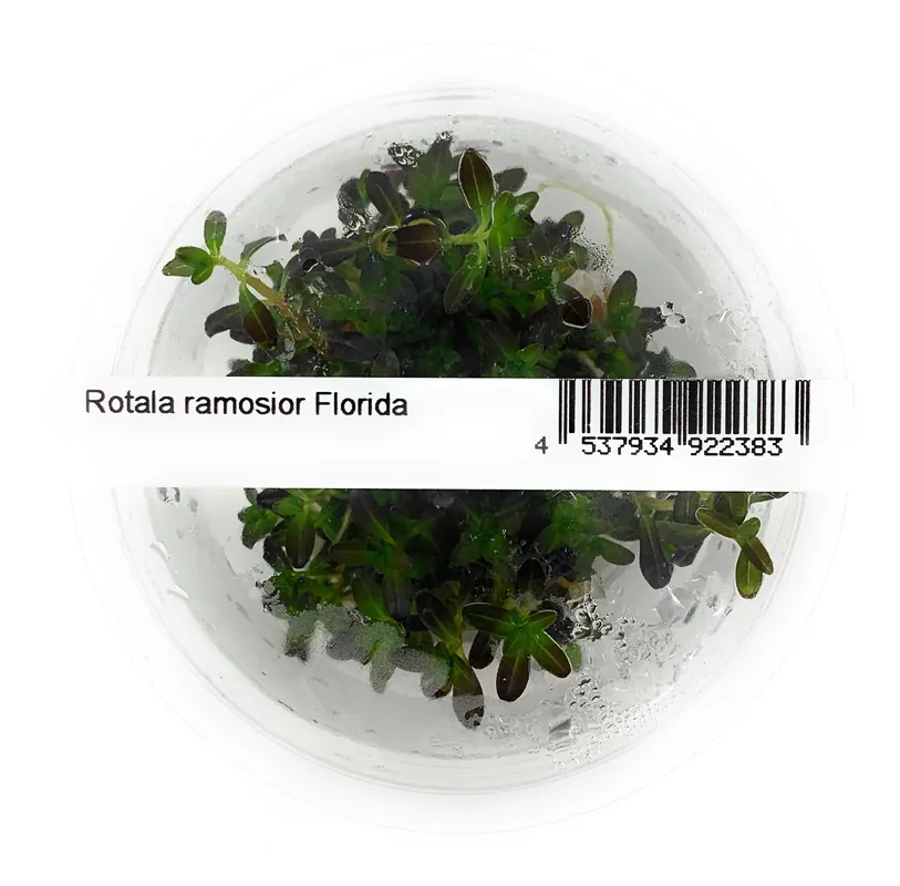 IC465 Tissue Culture - Rotala ramosior Florida (cup size: short)
