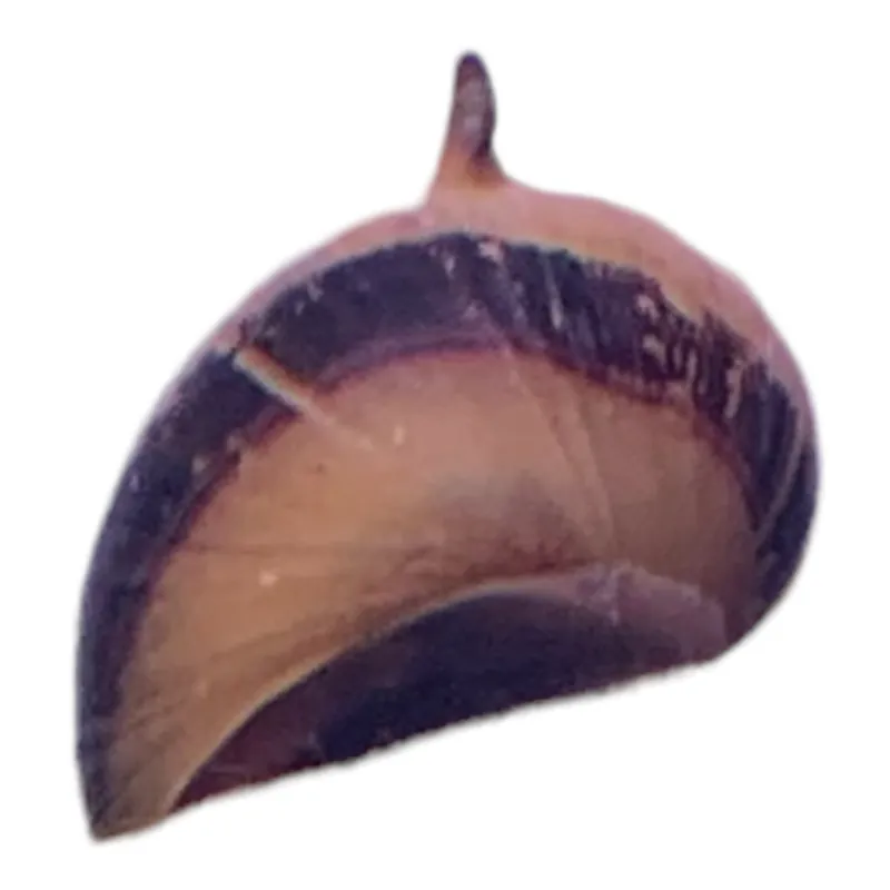 Thorn Nerite Snail (Clithon Corona) - Aqua Forest Aquarium