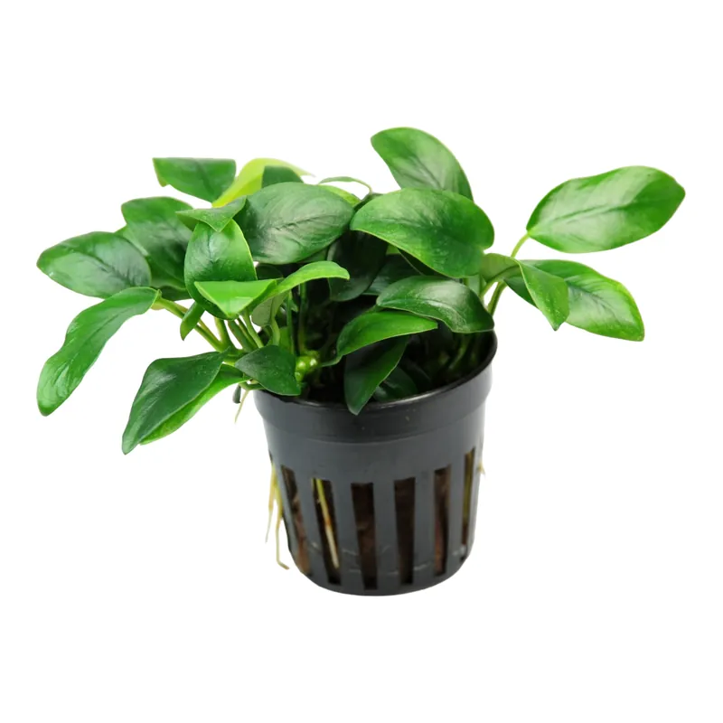 Anubias barteri var nana bonsai (potted) - Aqua Forest Aquarium
