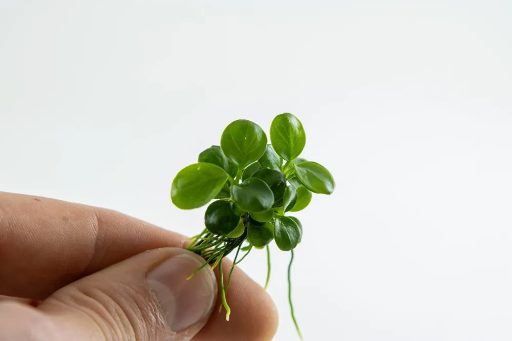 Tropica Aquarium Plants: Anubias 'Mini Coin' (TC) Tropica 1-2-Grow!