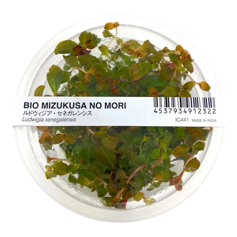 IC441 ADA Tissue Culture - Ludwigia Senegalensis