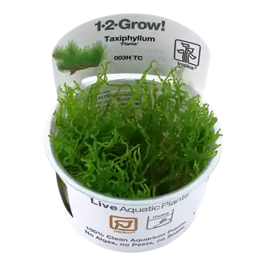 Tropica Aquarium Plants: Taxiphyllum 'Flame' (TC) Tropica 1-2-Grow!