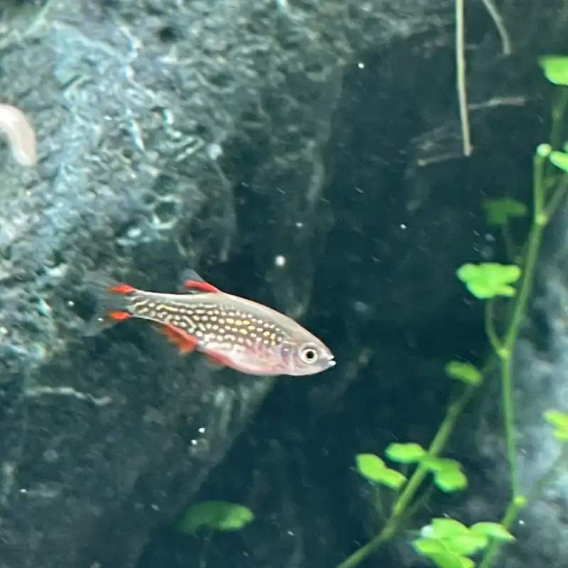 Celestial Pearl Danio (Danio margaritatus) - Aqua Forest Aquarium