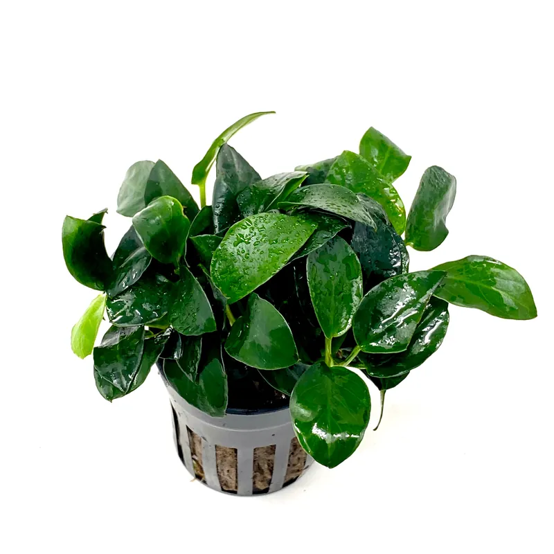 Anubias barteri petite round (potted) - Aqua Forest Aquarium