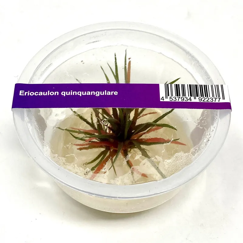 IC466 Tissue Culture - Eriocaulon Quinquangulare
